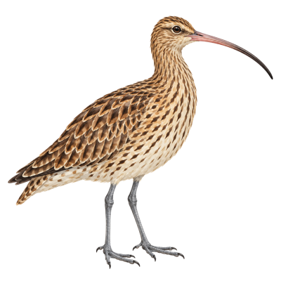 Watercolor curlew