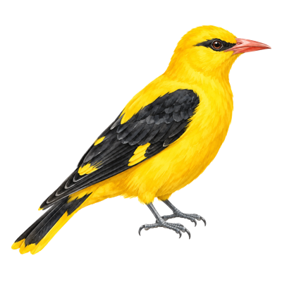 Watercolor golden oriole